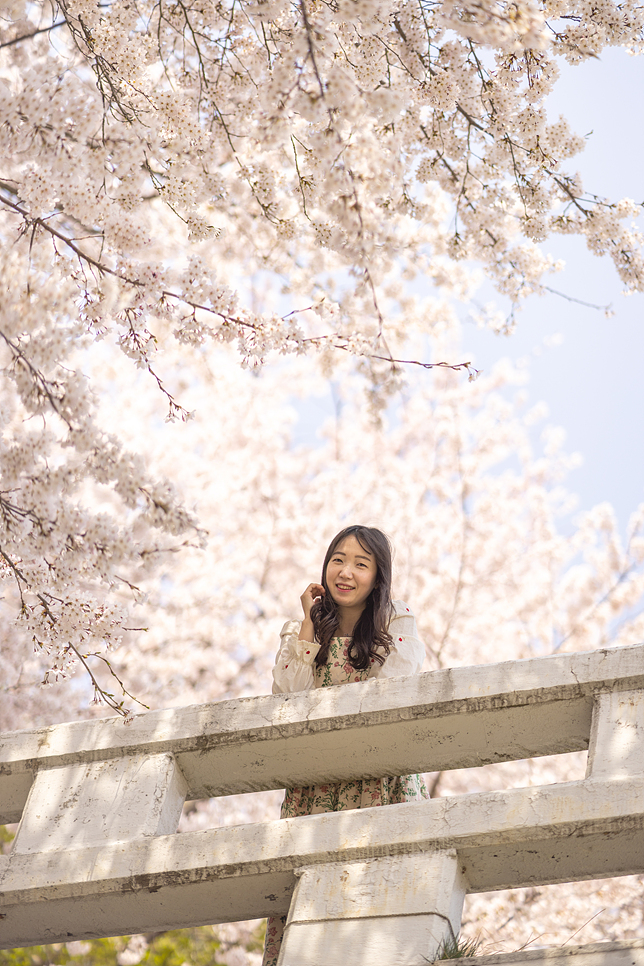 서울 벚꽃 양재시민의 숲 양재천 벚꽃 길 만개 및 주차