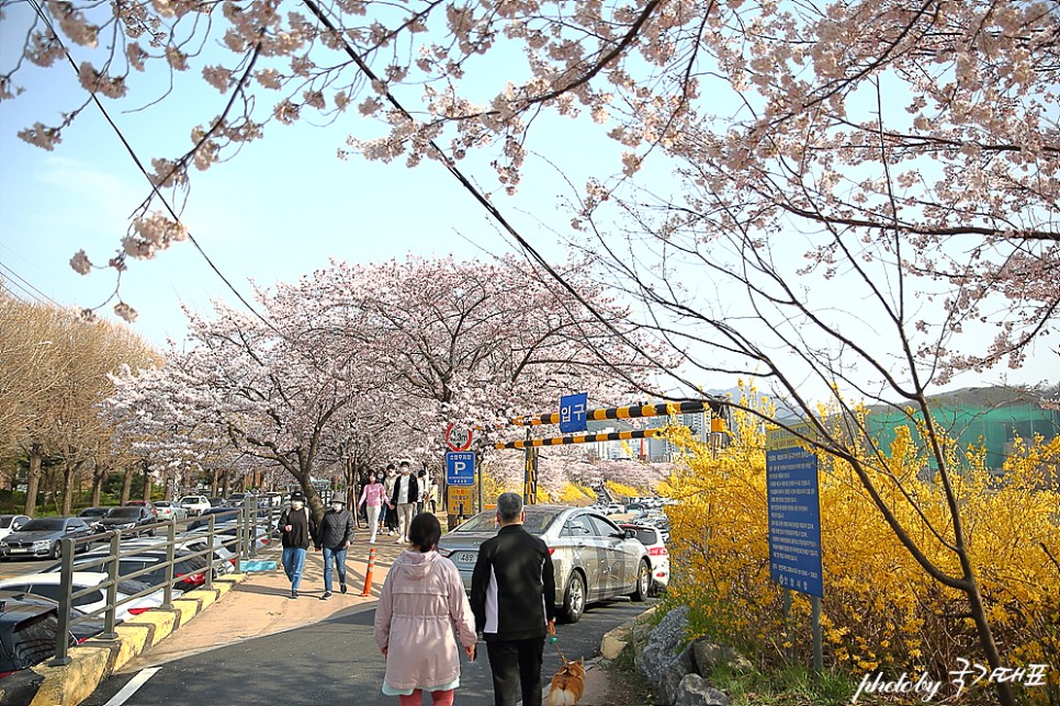 2022 벚꽃 개화시기 경기도 벚꽃 명소 안양천 벚꽃 여행 충훈부