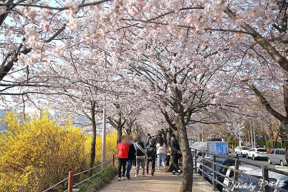 2022 벚꽃 개화시기 경기도 벚꽃 명소 안양천 벚꽃 여행 충훈부