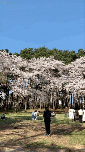 4월 꽃구경 강릉 벚꽃 명소 2022 벚꽃 개화시기