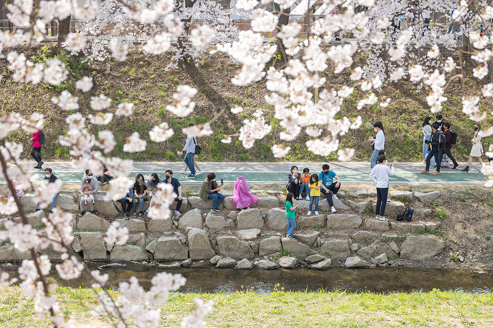 서울 벚꽃 양재시민의 숲 양재천 벚꽃 길 만개 및 주차