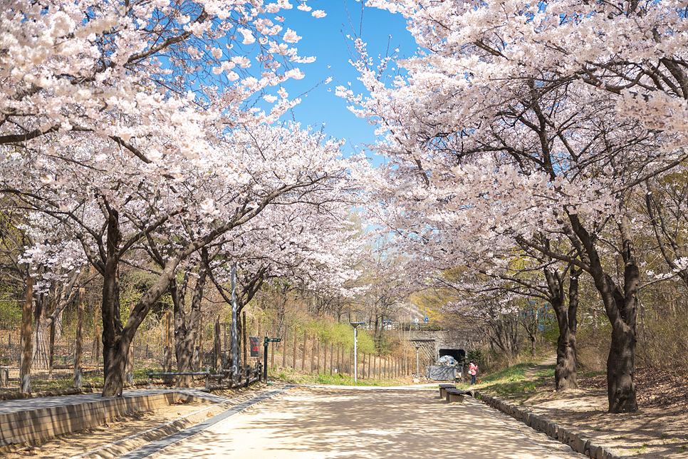 서울숲 벚꽃 도시락존 벚꽃길 피크닉 포토존과 주차장