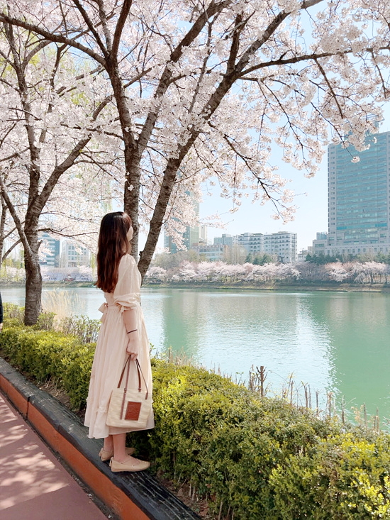 서울 잠실 가볼만한곳 석촌호수 벚꽃 축제 명소! 핑크베어 벨리곰 (주차 팁)