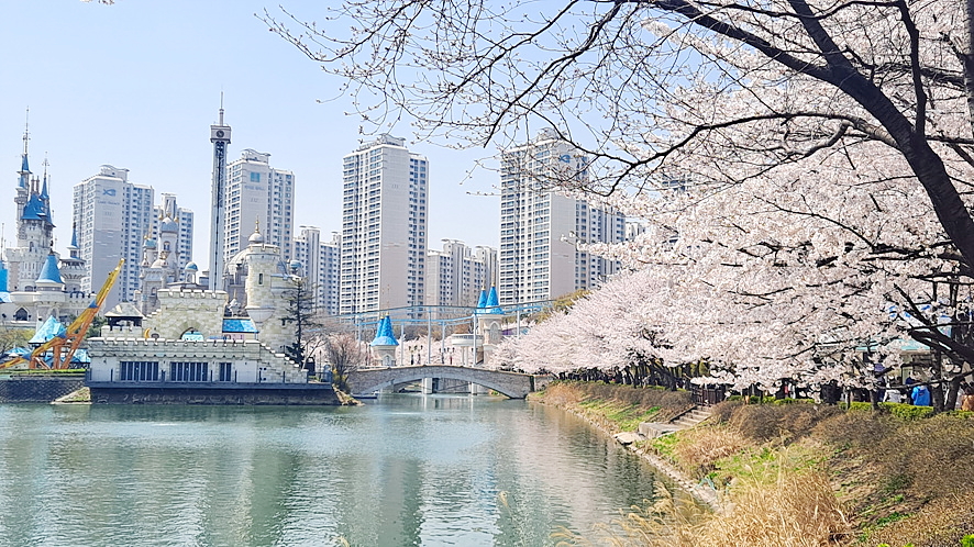서울 잠실 가볼만한곳 석촌호수 벚꽃 축제 명소! 핑크베어 벨리곰 (주차 팁)