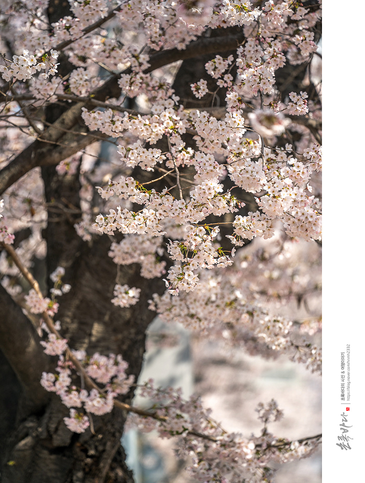 서울나들이 봄축제 여의도 벚꽃축제 윤중로 벚꽃 만개