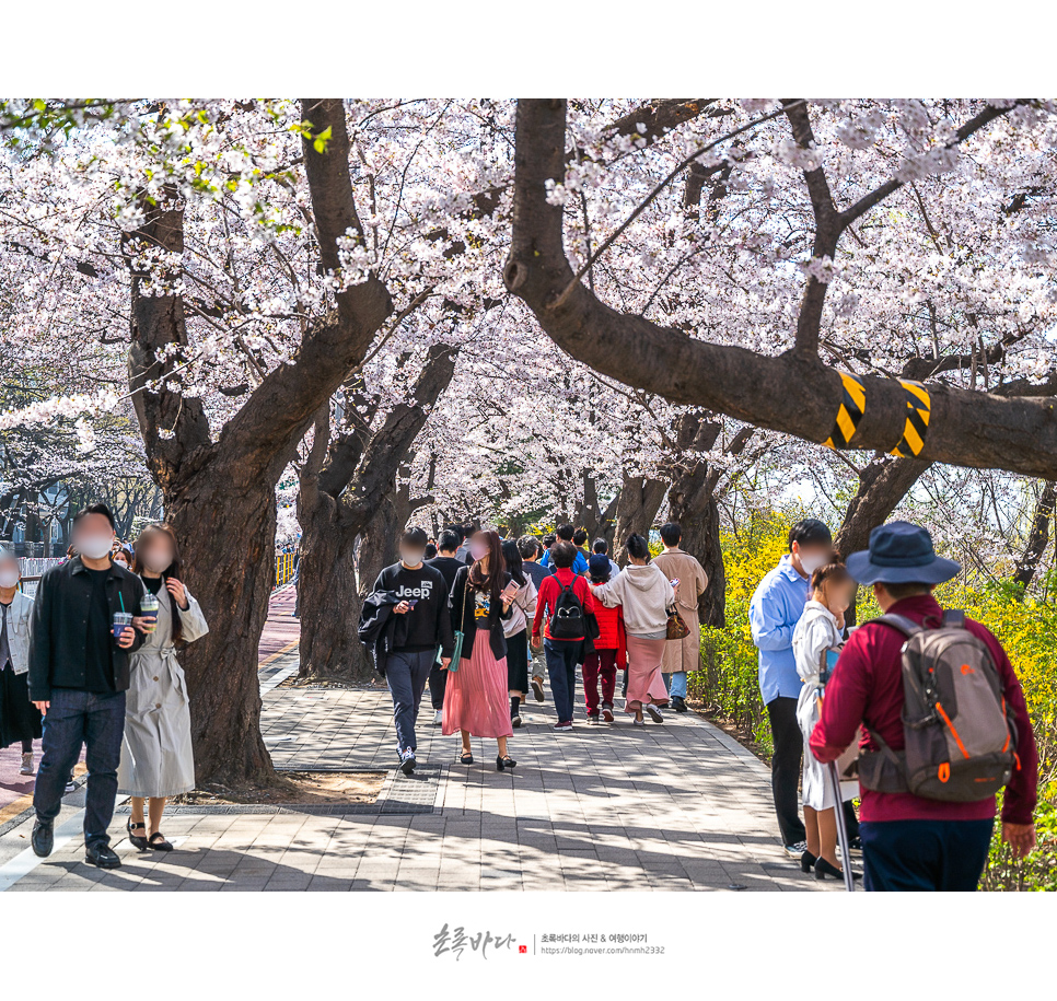 서울나들이 봄축제 여의도 벚꽃축제 윤중로 벚꽃 만개