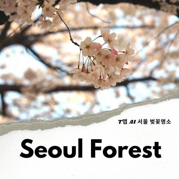 서울 벚꽃명소 T맵 AI  & 서울숲 벚꽃 개화상황