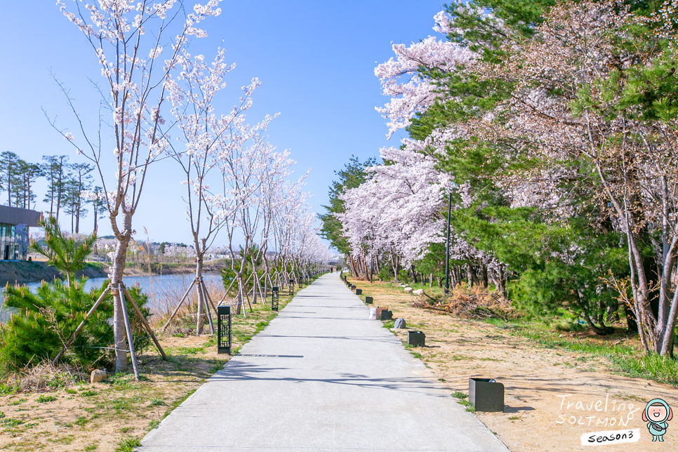 4월 꽃구경 강릉 벚꽃 명소 2022 벚꽃 개화시기