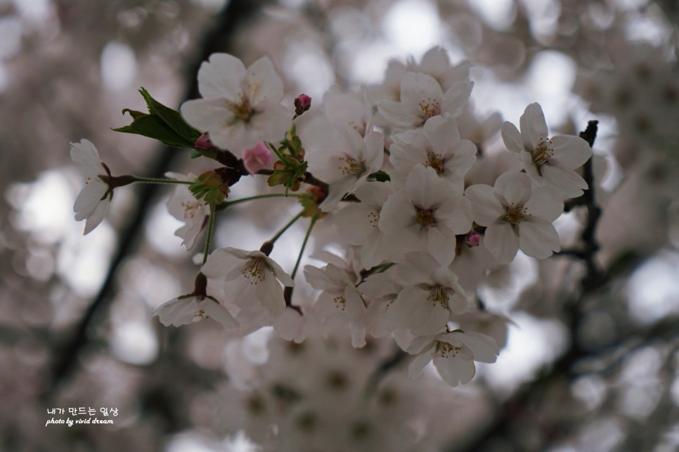 서울 여의도 벚꽃 명소 윤중로 3년만에 만난 축제