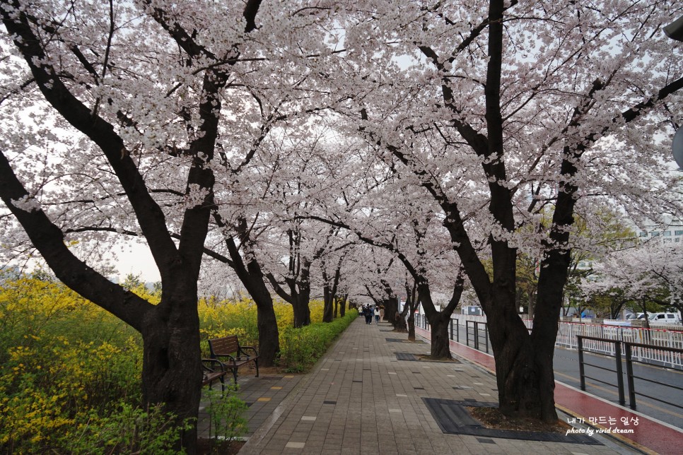 서울 여의도 벚꽃 명소 윤중로 3년만에 만난 축제