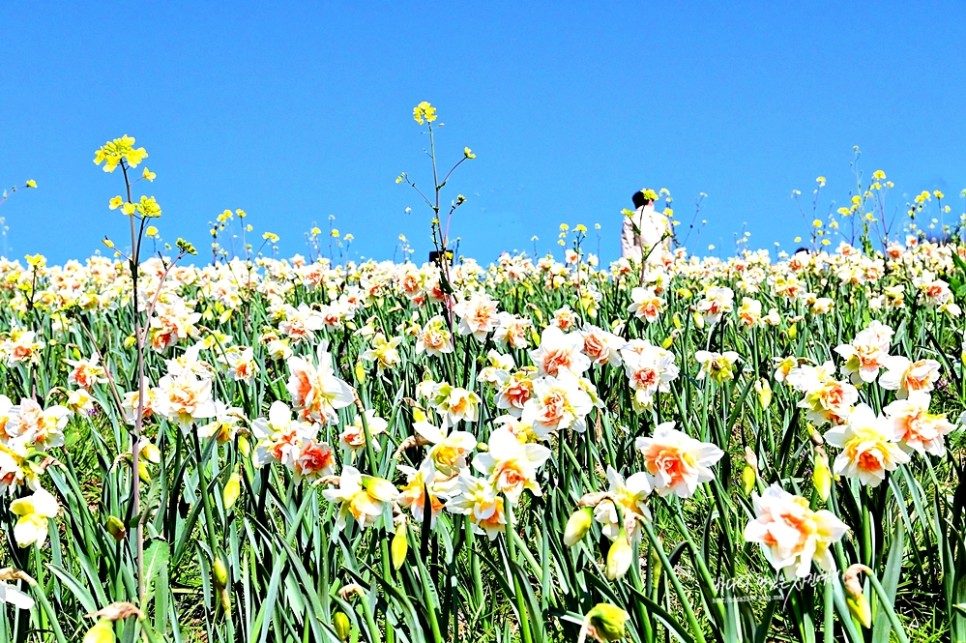 부산 봄꽃구경 가볼만한곳 해파랑길 오륙도 스카이워크 수선화 해맞이공원
