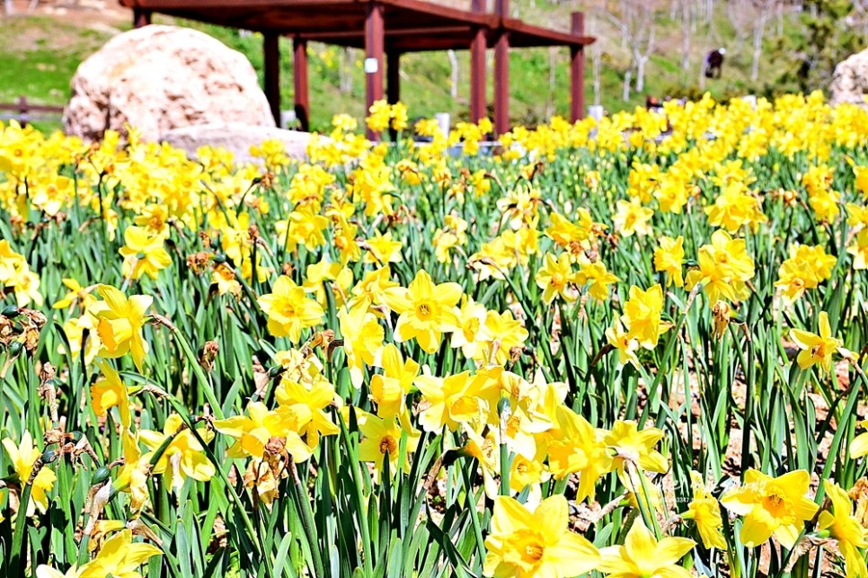 부산 봄꽃구경 가볼만한곳 해파랑길 오륙도 스카이워크 수선화 해맞이공원