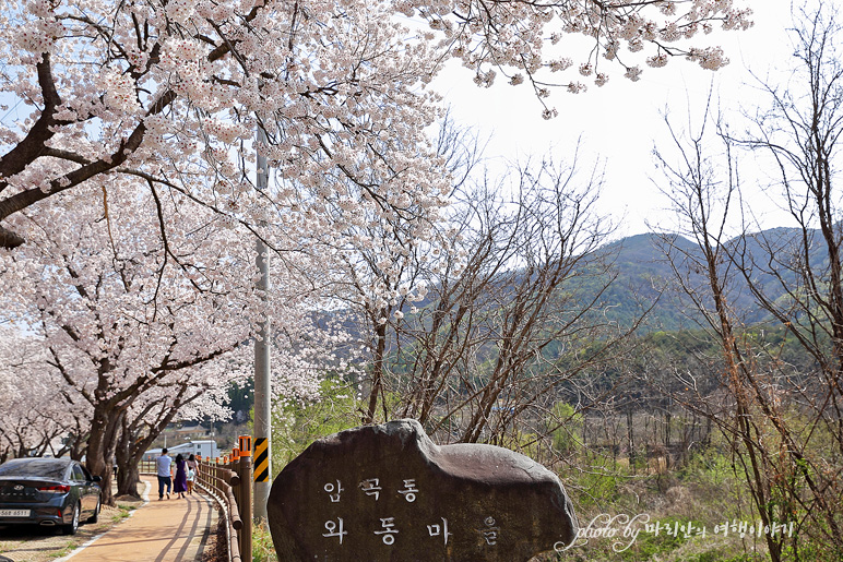 2022 경주 벚꽃 축제 벚꽃명당 경주 벚꽃 명소 암곡 벚꽃여행