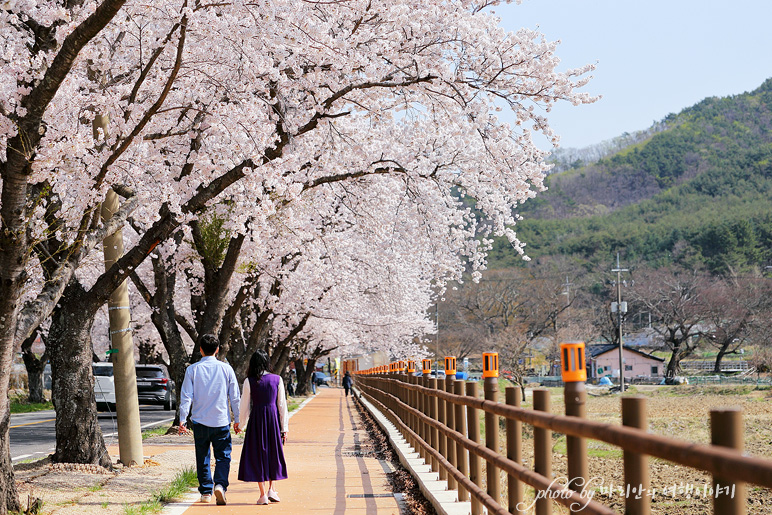 2022 경주 벚꽃 축제 벚꽃명당 경주 벚꽃 명소 암곡 벚꽃여행