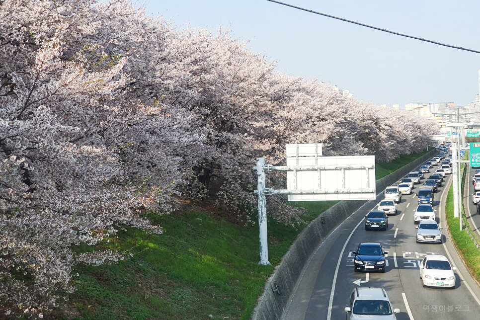 안양천 벚꽃 봄나들이 벚꽃길 데이트 걷기 좋은길