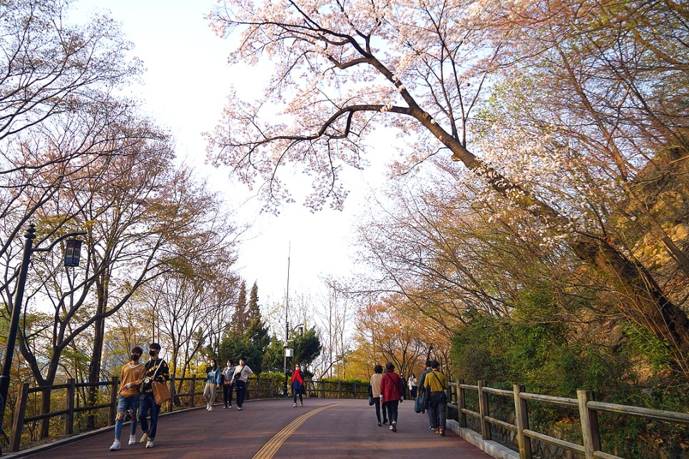 서울 데이트 남산 공원 남산 둘레길 벚꽃 산책로