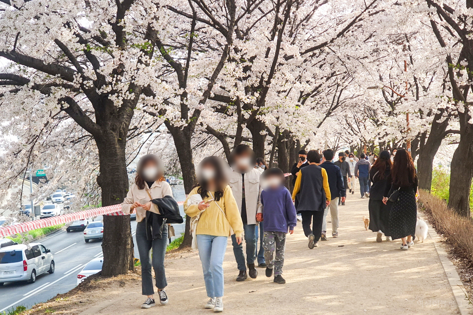 안양천 벚꽃 봄나들이 벚꽃길 데이트 걷기 좋은길