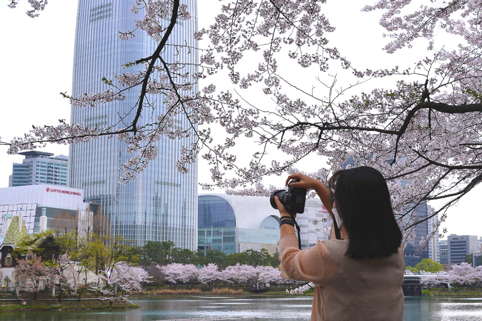 서울 꽃구경 잠실 석촌호수 벚꽃 주차 팁 & 벨리곰 위치