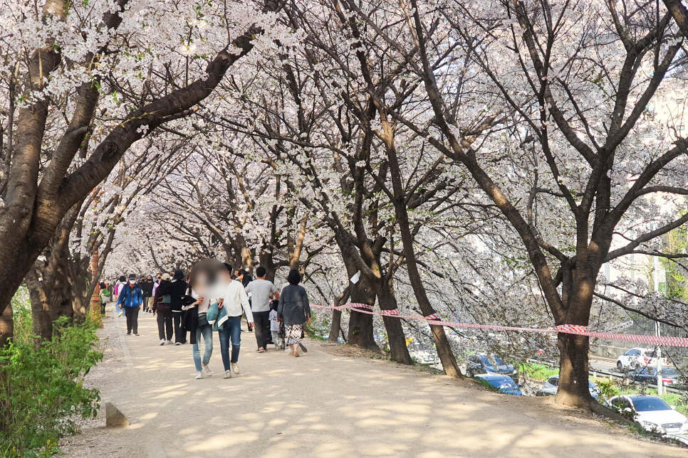 안양천 벚꽃 봄나들이 벚꽃길 데이트 걷기 좋은길