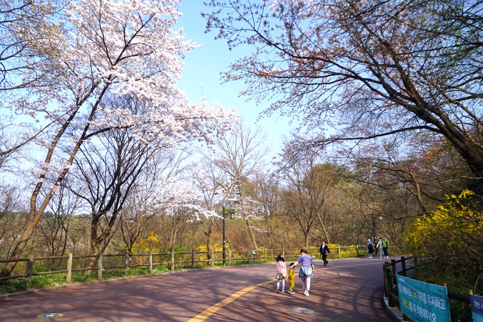 서울 데이트 남산 공원 남산 둘레길 벚꽃 산책로