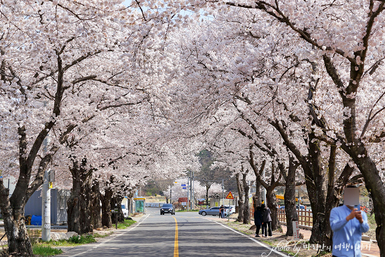 2022 경주 벚꽃 축제 벚꽃명당 경주 벚꽃 명소 암곡 벚꽃여행