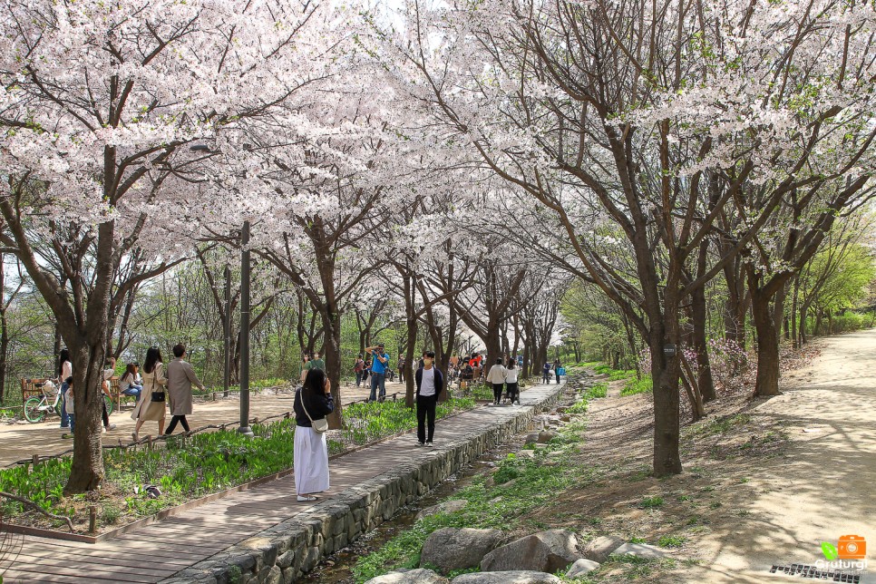 서울숲길 성수동 서울숲 벚꽃 사슴 등 놀거리 가득