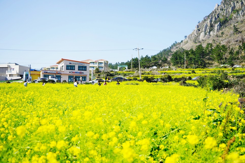 제주 서쪽 가볼만한곳 오설록 티뮤지엄 외 제주도 서쪽 코스