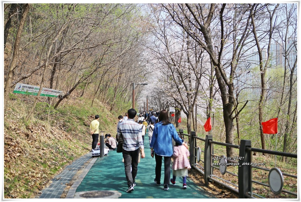 경기도 화성 동탄 벚꽃 명소 오산천