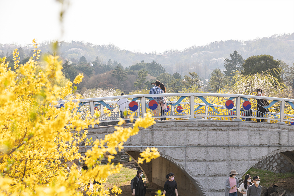 국립 서울 현충원 수양 벚꽃 구경 4월 서울 꽃구경 즐기기