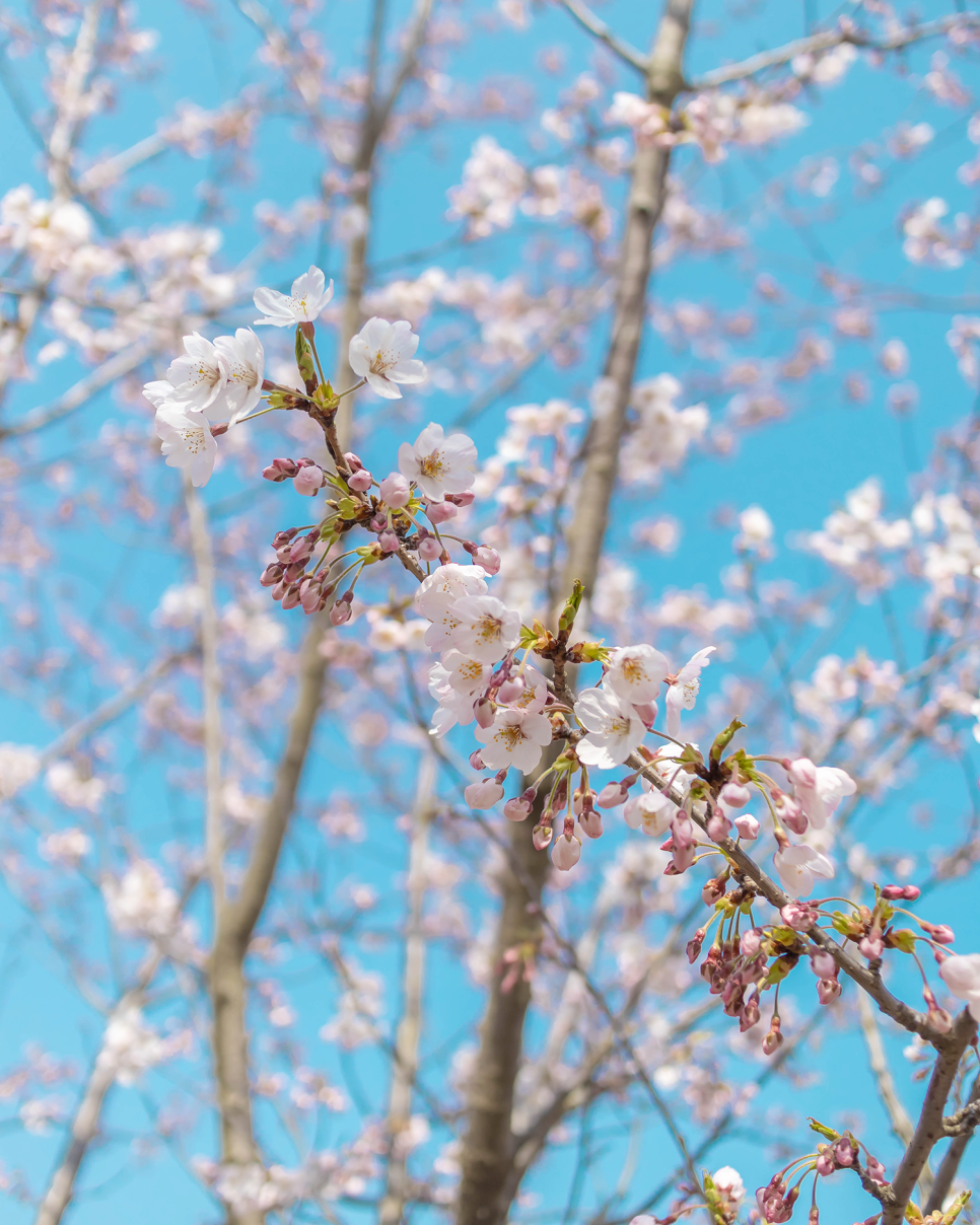 태안여행 서울근교데이트로 좋은 벚꽃명소 태안 안면암!