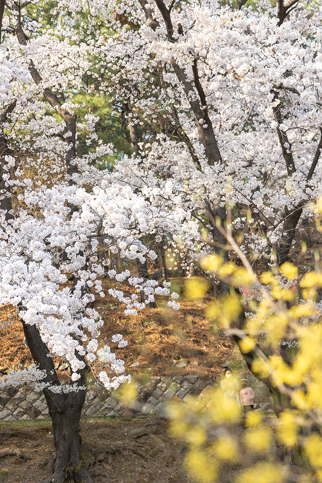 국립 서울 현충원 수양 벚꽃 구경 4월 서울 꽃구경 즐기기