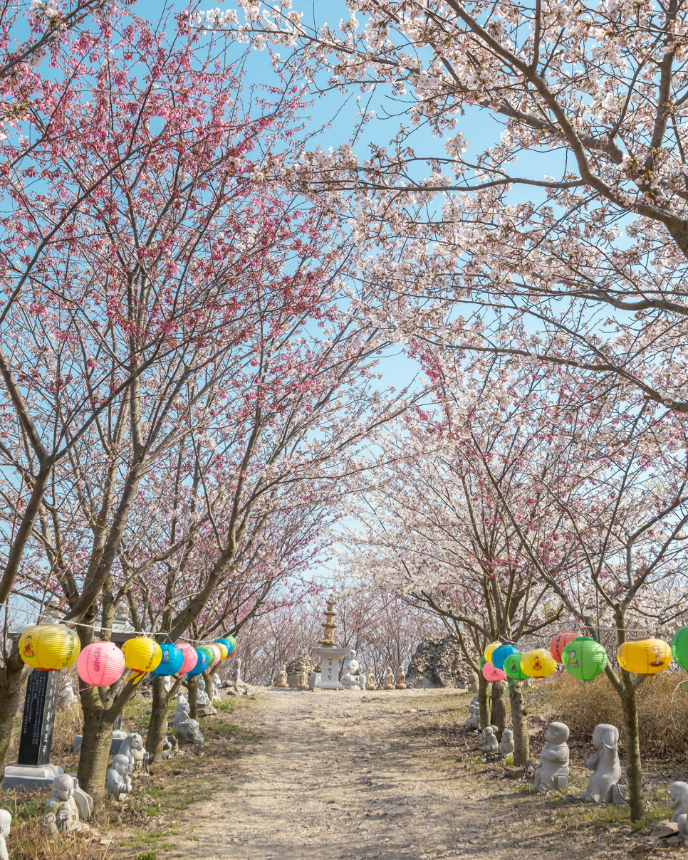 태안여행 서울근교데이트로 좋은 벚꽃명소 태안 안면암!