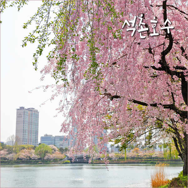 서울 벚꽃 명소 잠실 석촌호수 벚꽃 놀거리,벨리곰 데이트