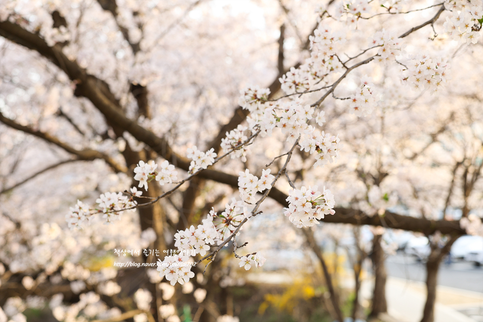 수원 근교 봄 나들이 데이트 경기도 의왕 벚꽃명소 백운호수