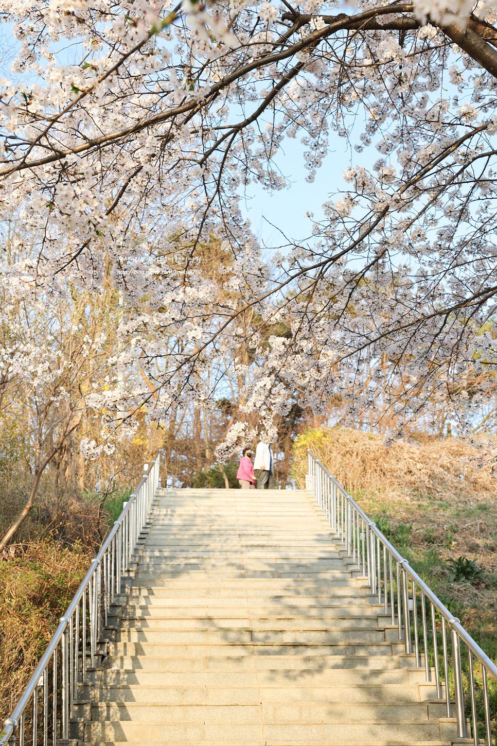 수원 근교 봄 나들이 데이트 경기도 의왕 벚꽃명소 백운호수