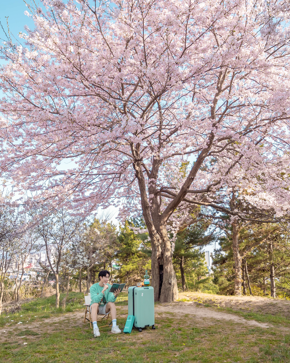 서산여행 벚꽃 중앙호수공원, 해미벚꽃축제, 수선화 유기방가옥 봄꽃축제