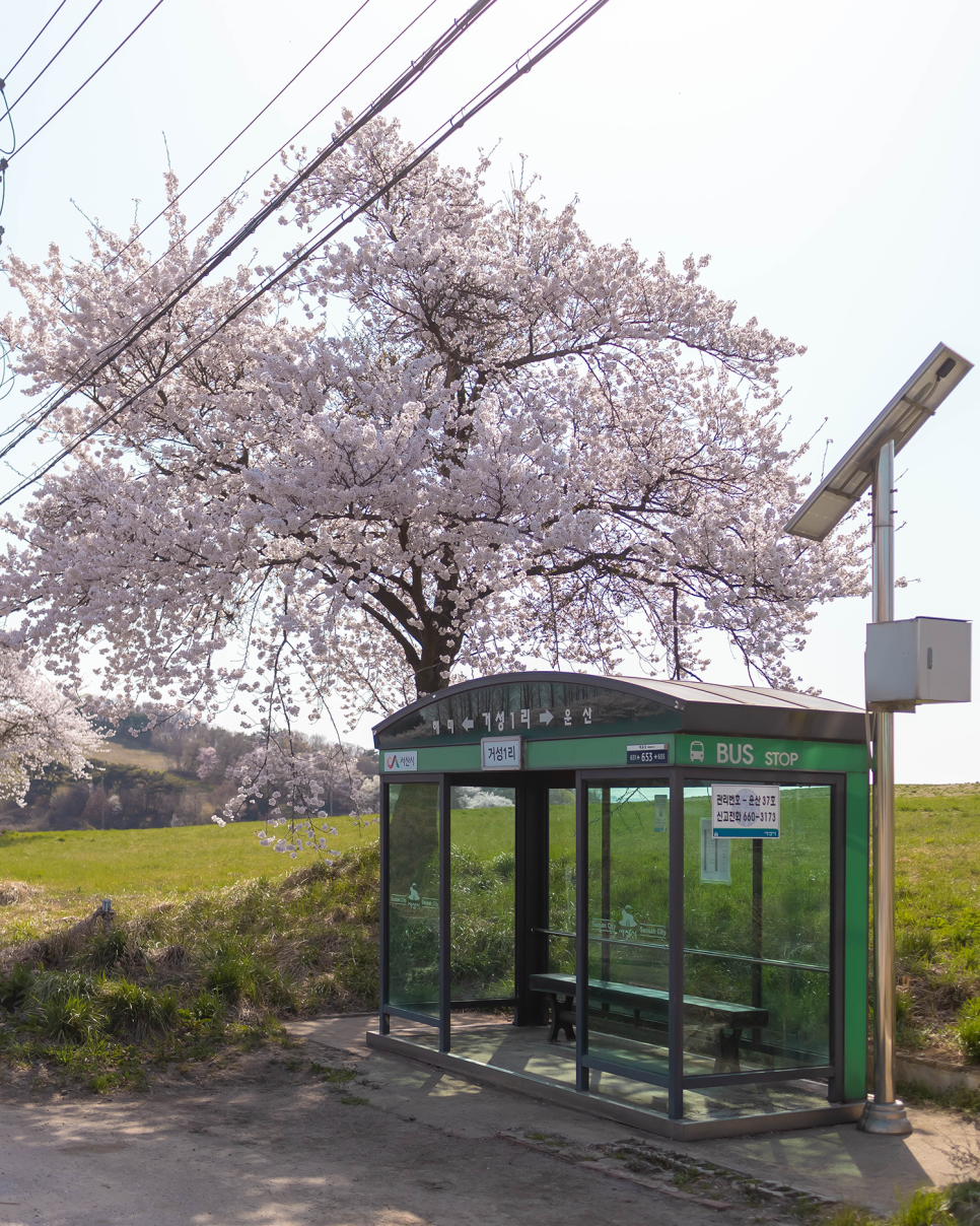 서산여행 벚꽃 중앙호수공원, 해미벚꽃축제, 수선화 유기방가옥 봄꽃축제