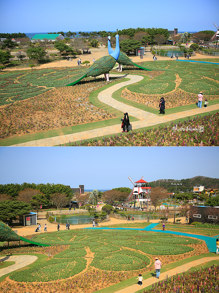 2022 태안 세계튤립축제 안면도 꽃 박람회 튤립 축제 꽃지해안공원 코리아플라워파크 외 먹거리