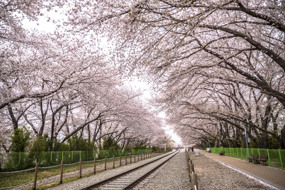봄바람 휘날리며~♬ 흩날리는 벚꽃잎이~♪ 오디와 함께 랜선으로 떠나는 벚꽃캉스!
