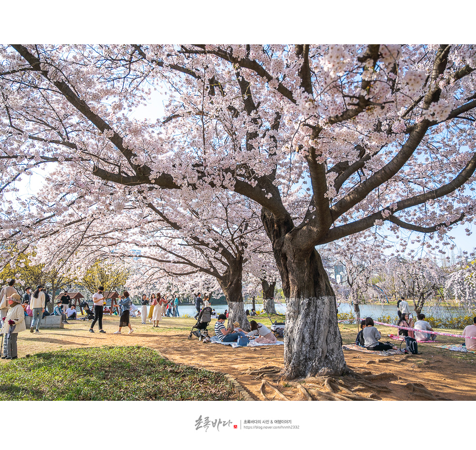 서울 근교 데이트 코스 일산호수공원 벚꽃 일산 가볼만한곳
