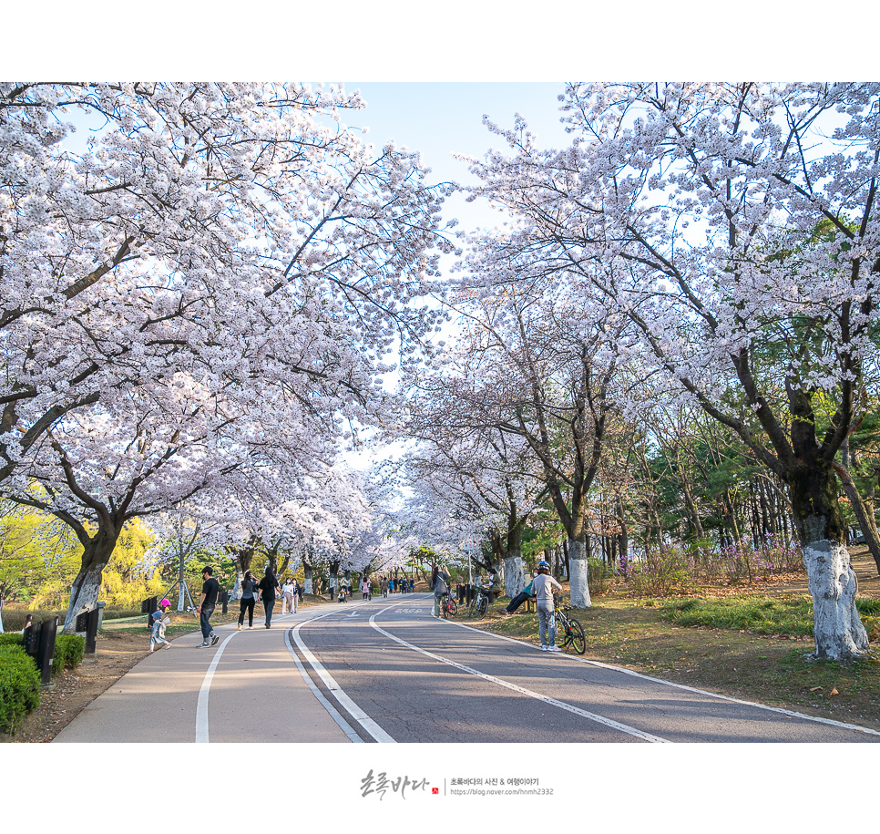 서울 근교 데이트 코스 일산호수공원 벚꽃 일산 가볼만한곳