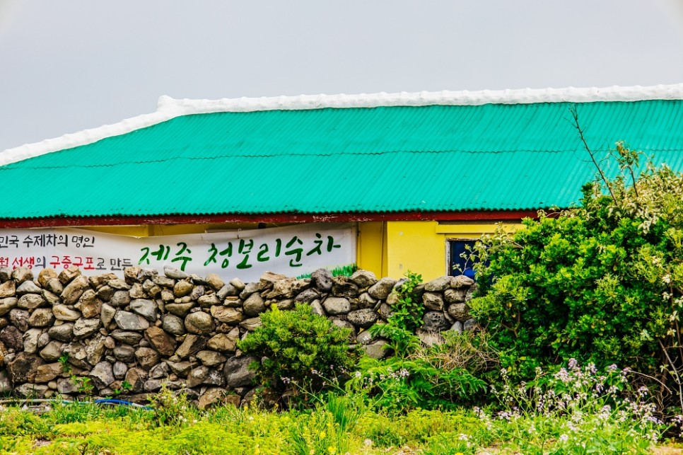 제주 가파도 여객선 배시간 예약 팁, 청보리축제 방문 후기(유채꽃은 덤)