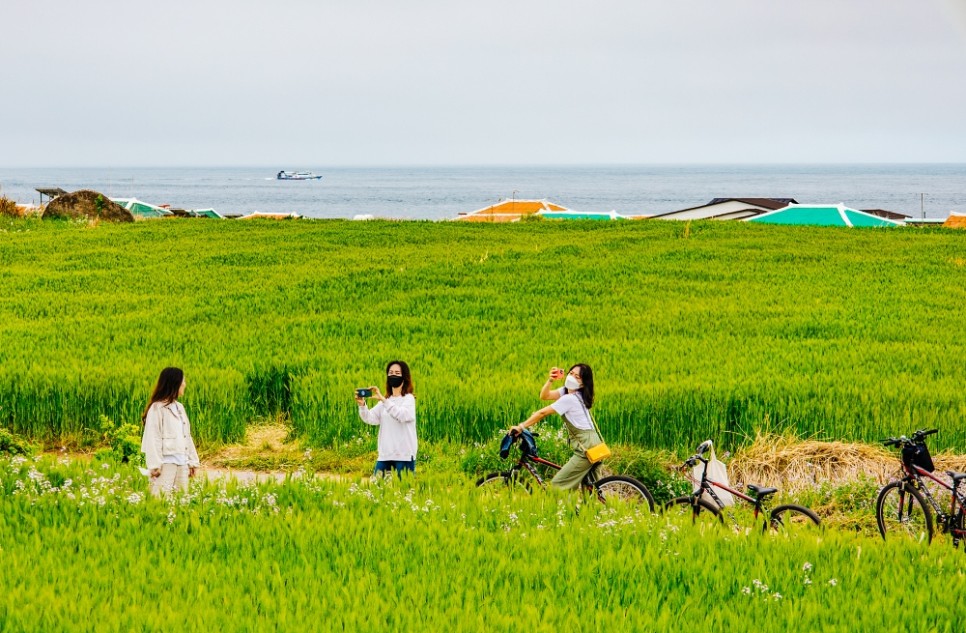 제주 가파도 여객선 배시간 예약 팁, 청보리축제 방문 후기(유채꽃은 덤)