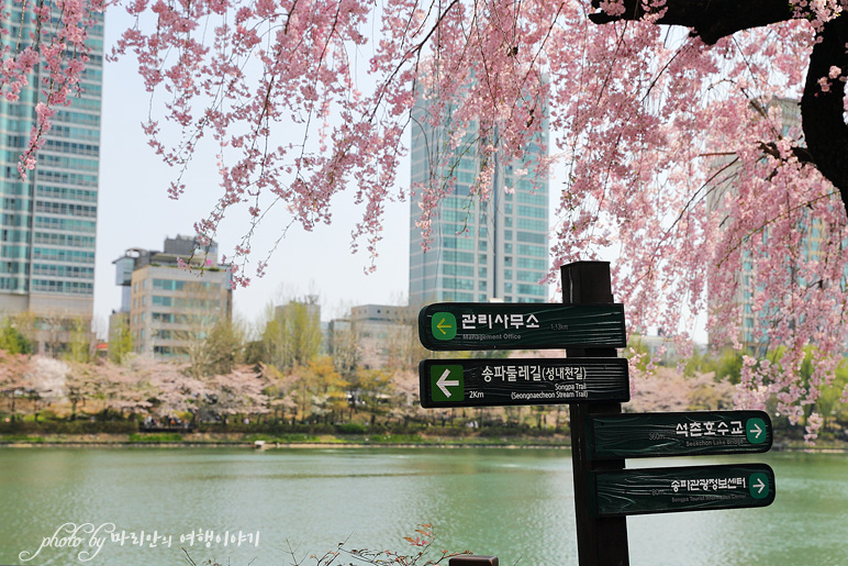 서울 벚꽃 명소 잠실 석촌호수 벚꽃 놀거리,벨리곰 데이트