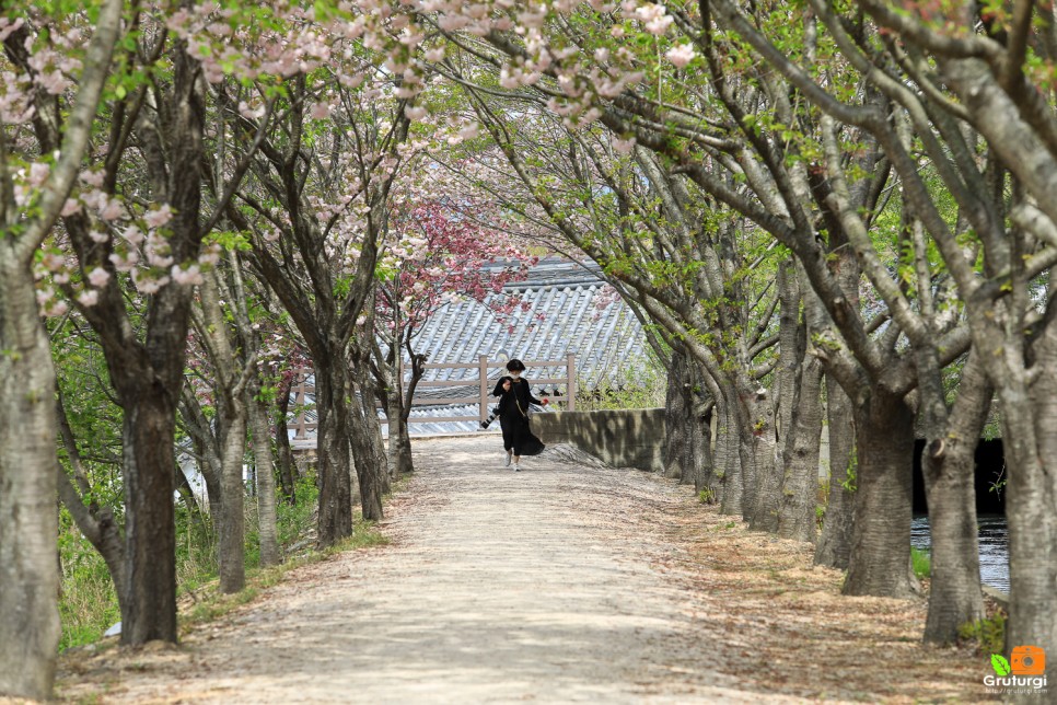 경주 불국사 겹벚꽃 개화시기 경주 가볼만한곳