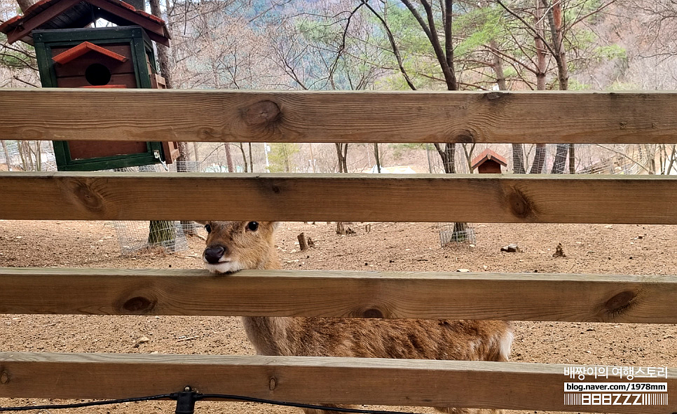 강원도여행 홍천 알파카월드 봄 힐링데이트 대만족 가볼만한곳