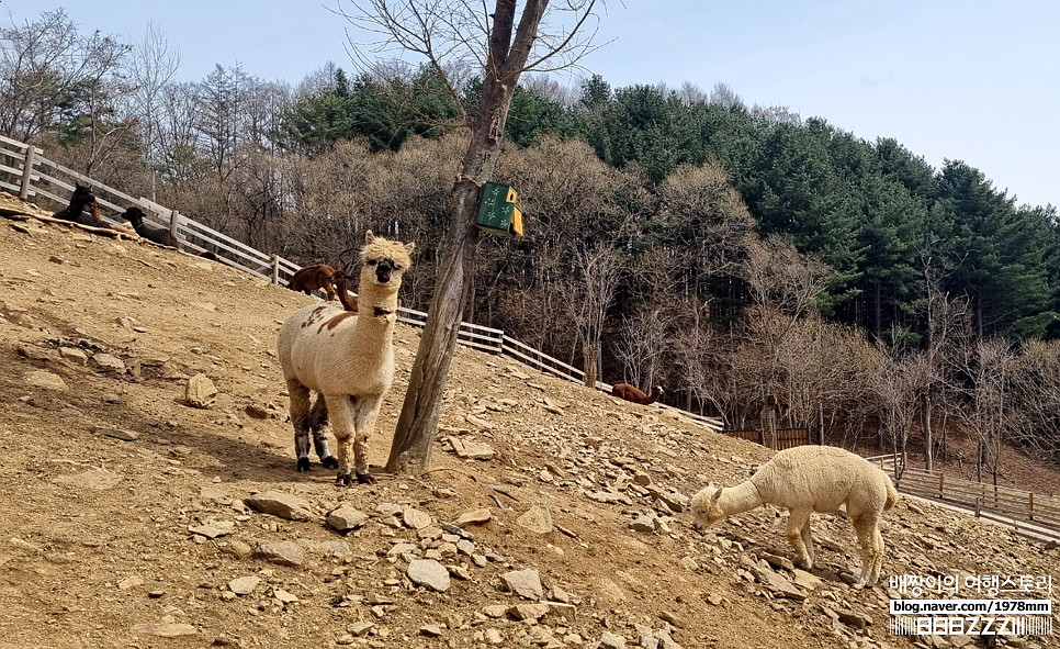 강원도여행 홍천 알파카월드 봄 힐링데이트 대만족 가볼만한곳