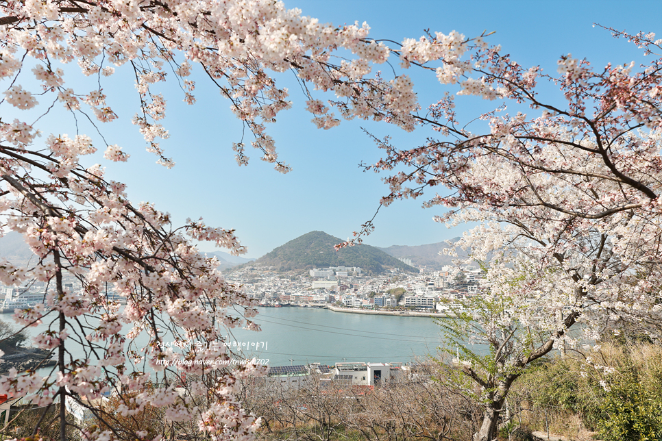 여수 당일치기 벚꽃 여행 여수 자산공원 돌산공원 돌산대교까지