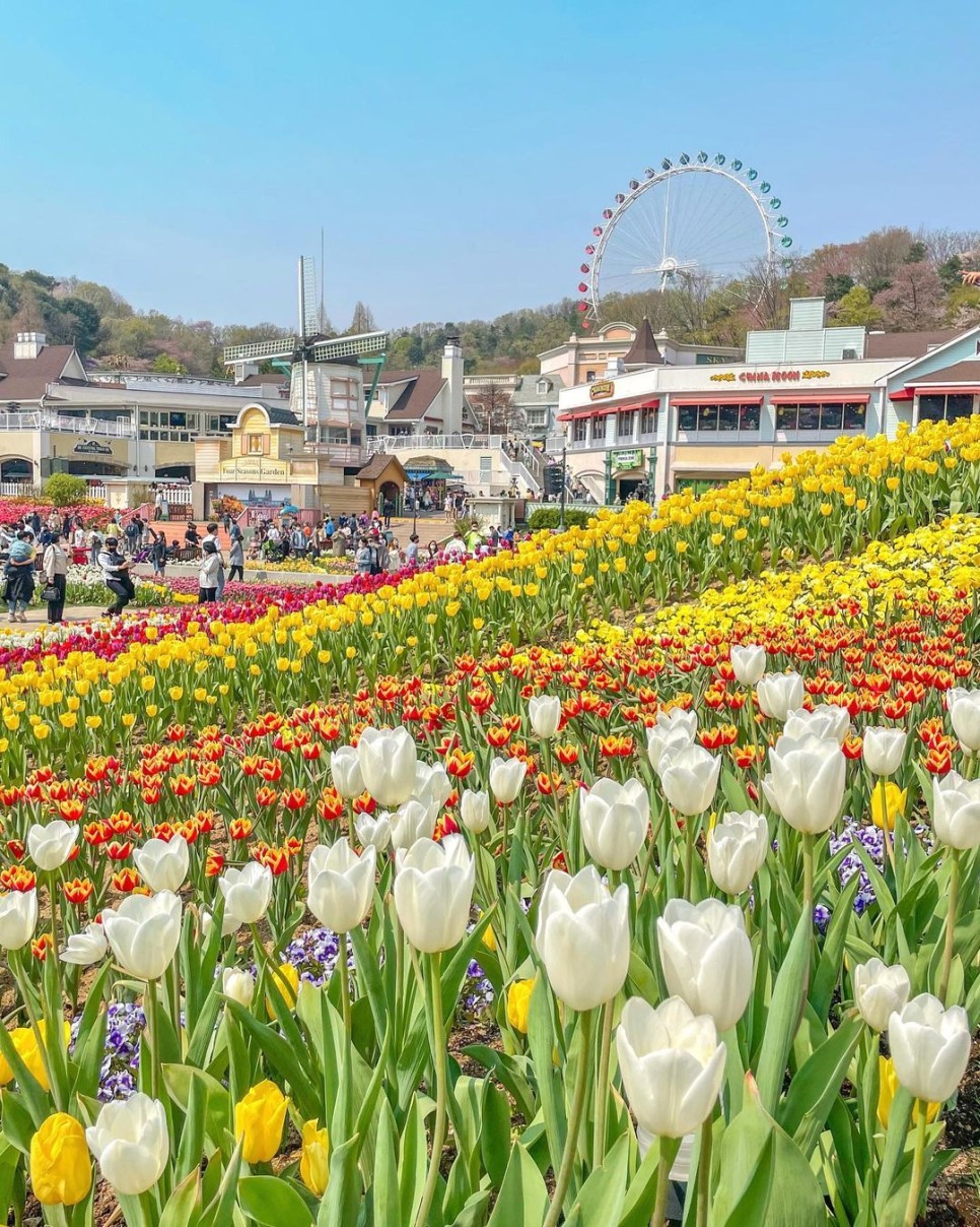 [경기도 봄 여행] 서울 근교에서 즐기는 봄꽃 축제 4 :: 화담숲 수선화 축제, 벽초지 수목원 백만송이 봄꽃축제, 아침고요수목원 봄 나들이 Festival, 에버랜드 튤립축제