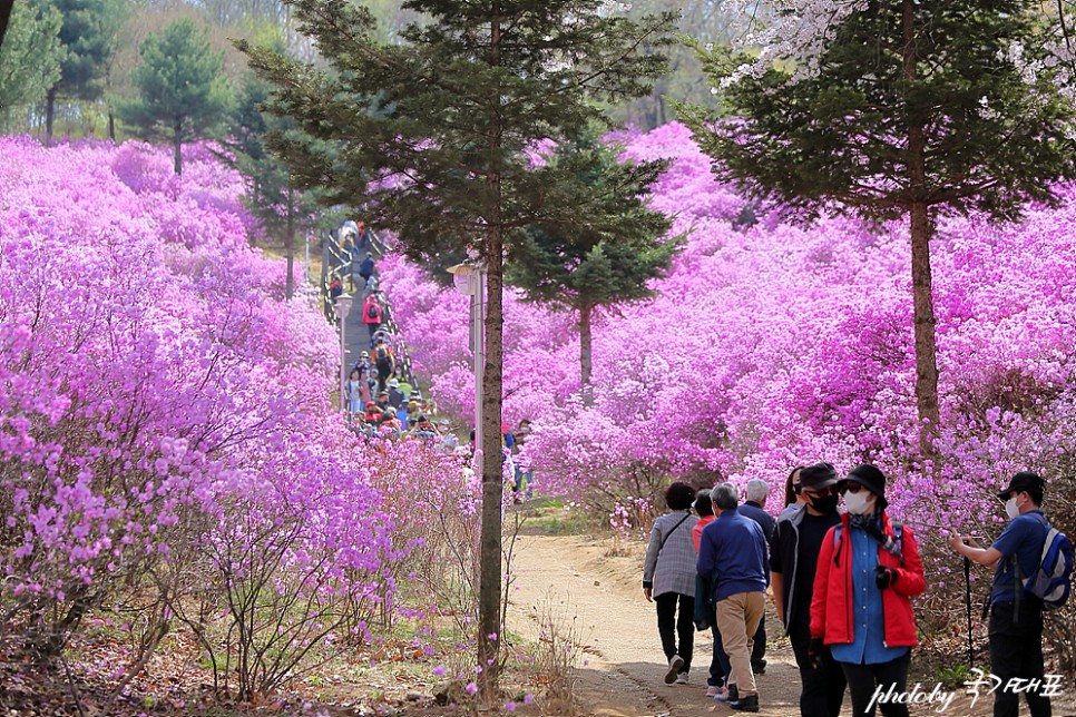 부천 원미산 진달래동산 봄데이트 가볼만한곳 부천 둘레길 등산